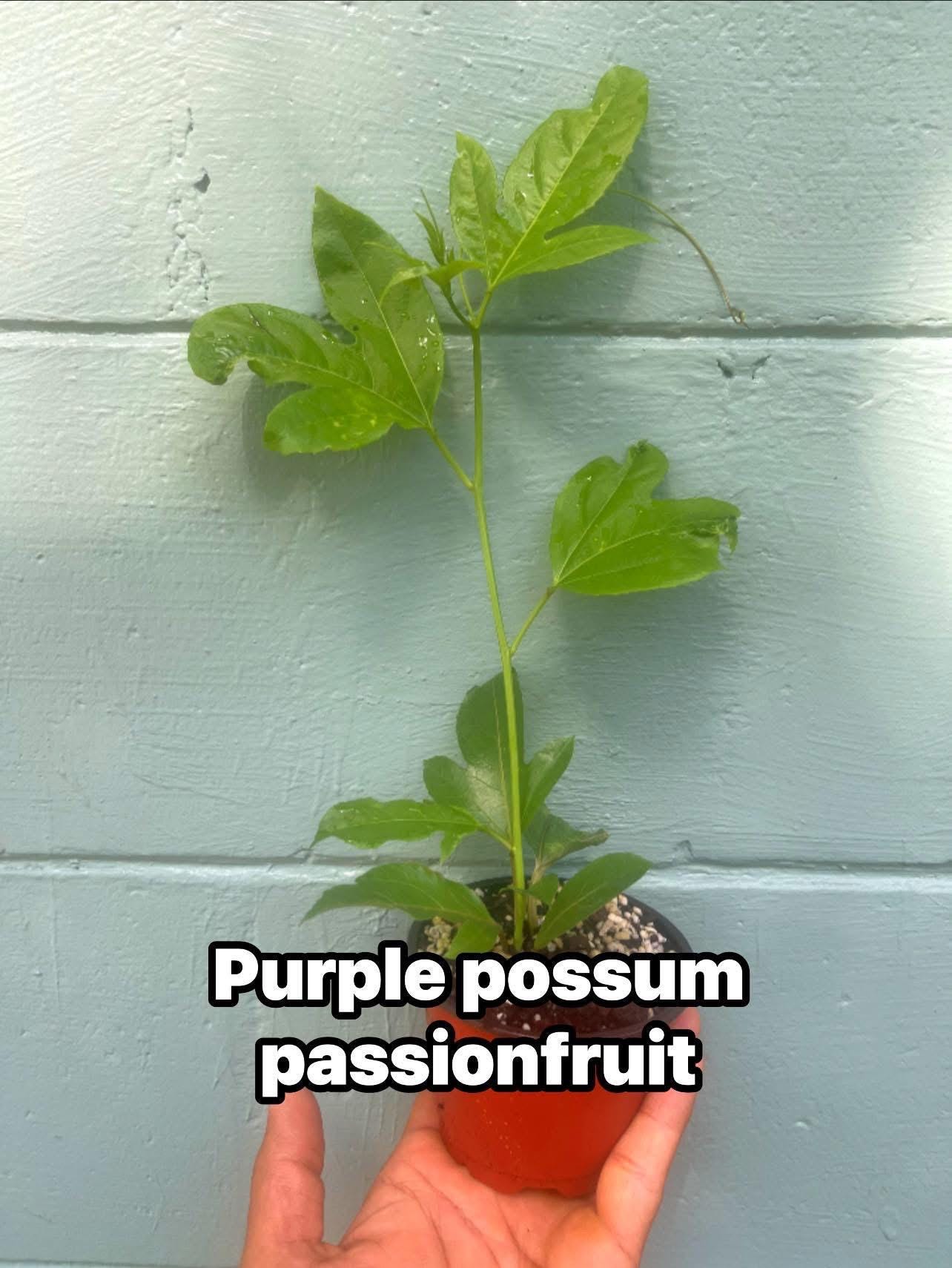 Purple Possum Passionfruit Plant | Exotic Edible Fruit Vine