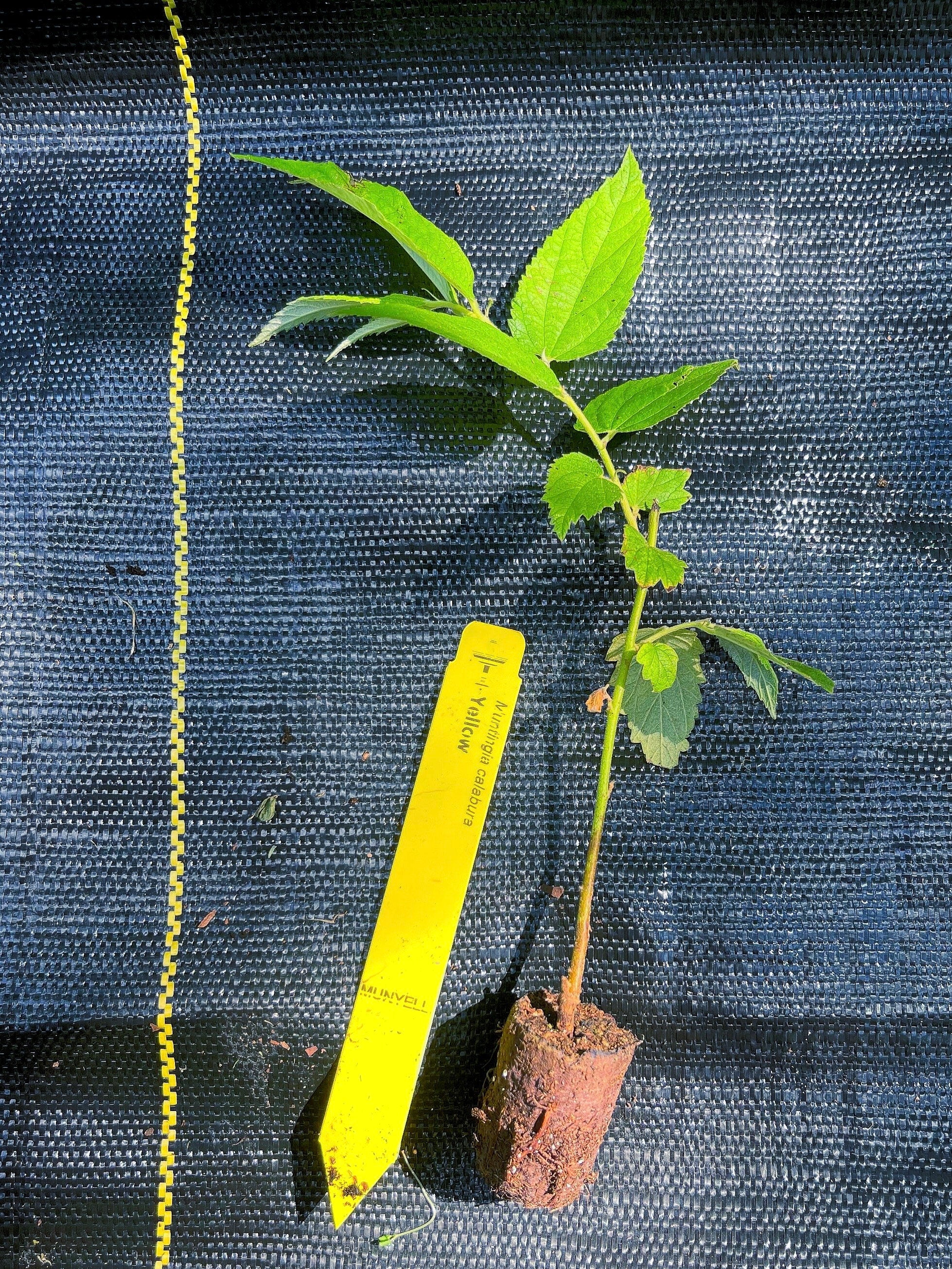 Strawberry Tree, Yellow (Muntingia calabura) - Cotton Candy Berry