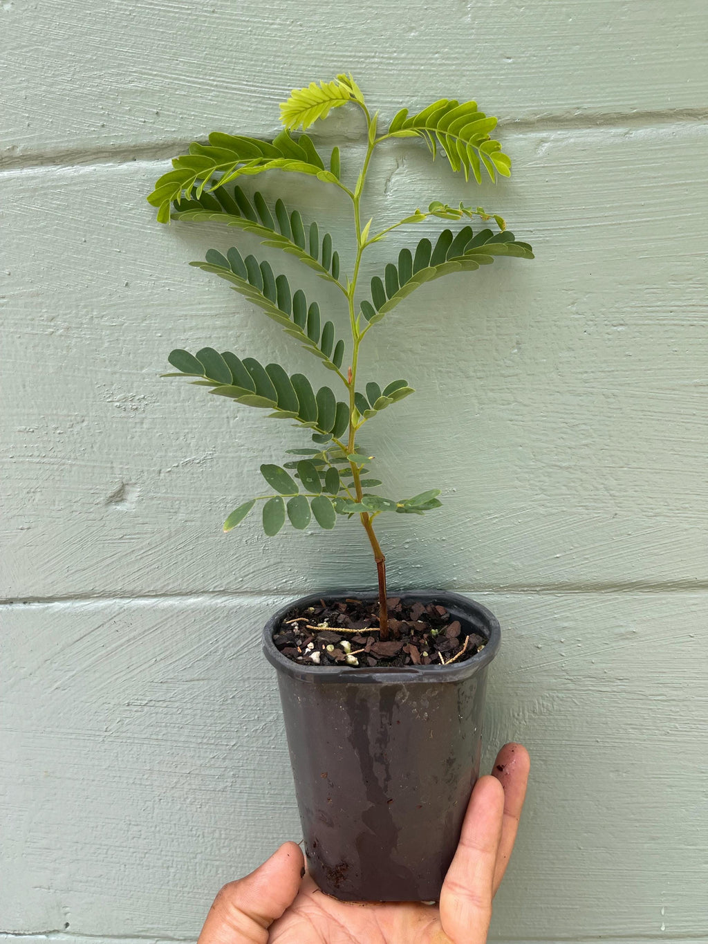 Live Tamarind Tree Plant – Sweet Tangy Edible Fruit Pods – 4.5 Pot