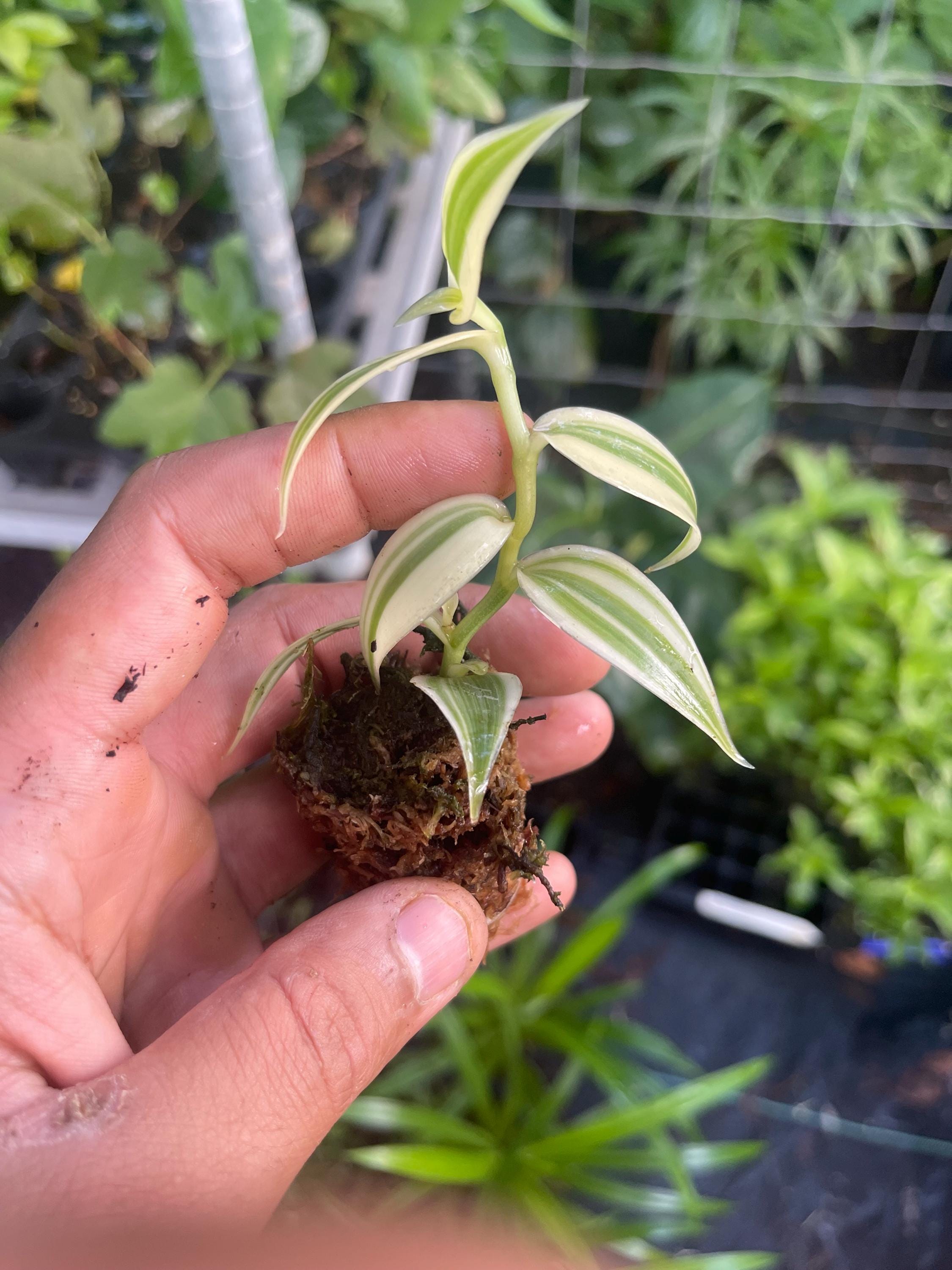 Live Variegated Vanilla Orchid Plant - Rare Edible Bean Vine