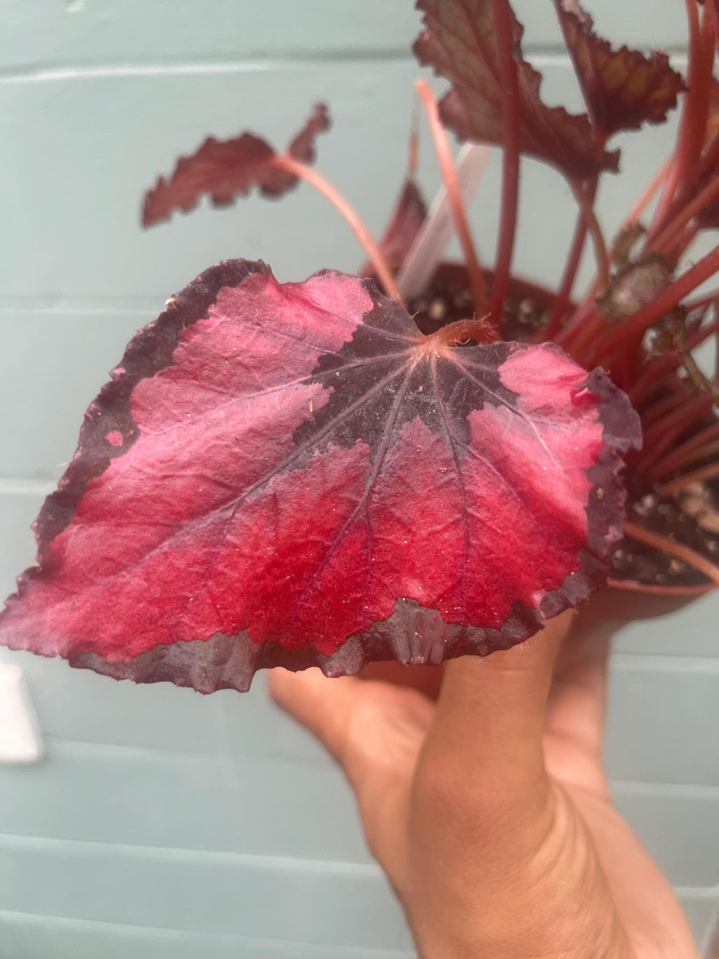 Begonia ‘Kotobuki’ – Live Plant in 4.5” Pot | Rare Collector Begonia | Tropical Houseplant
