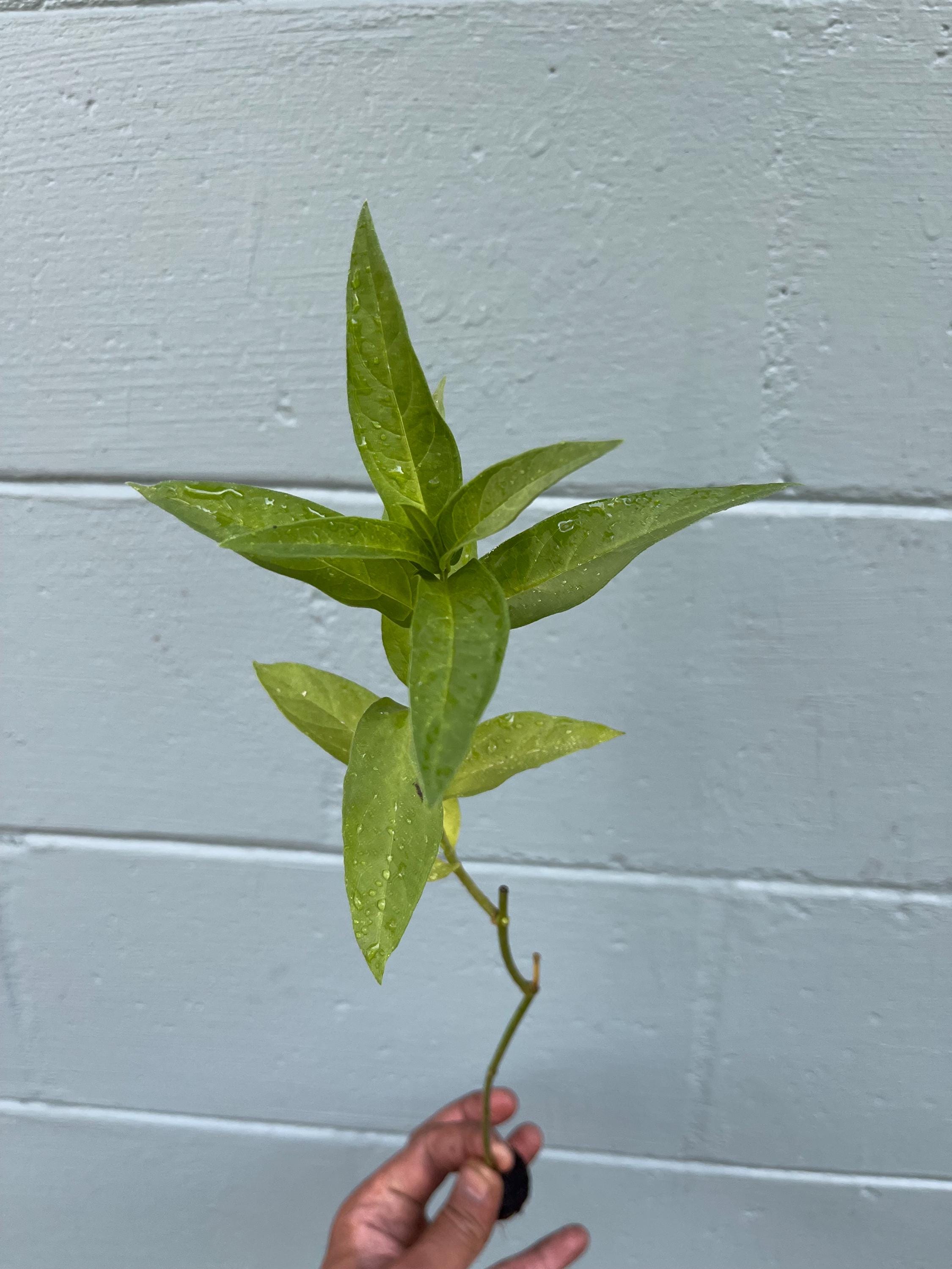 Swamp Milkweed (Asclepias incarnata) – Live Plant