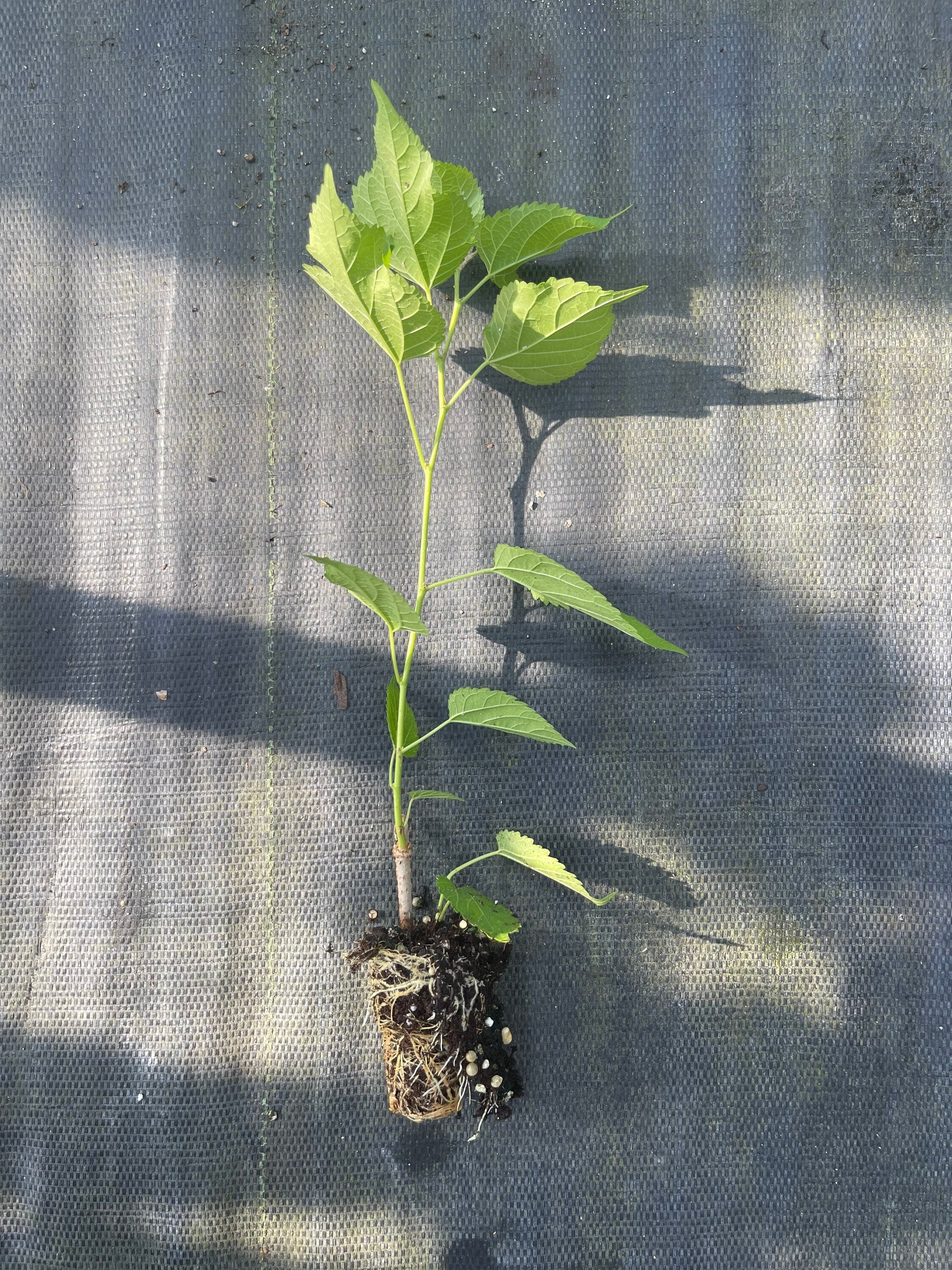 Dwarf everbearing Mulberry plants