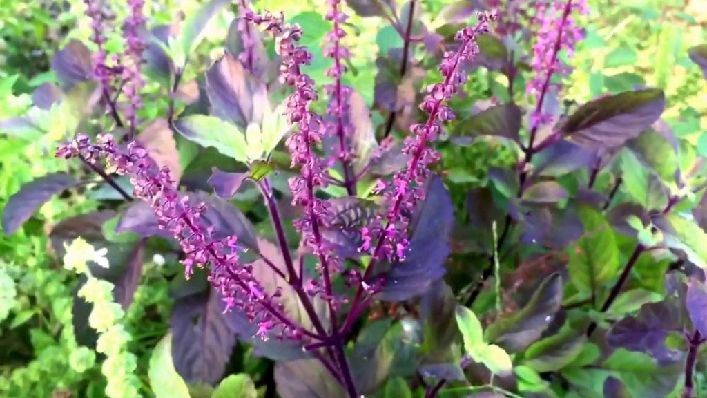 Holy basil (Krishna basil) - Purple leaf