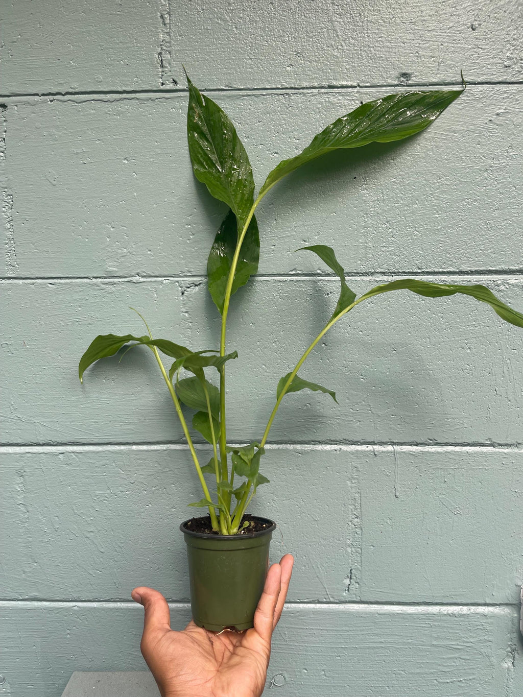 Live Cardamom Plant: Elettaria cardamomum, Rare Spice - 15+” Tall