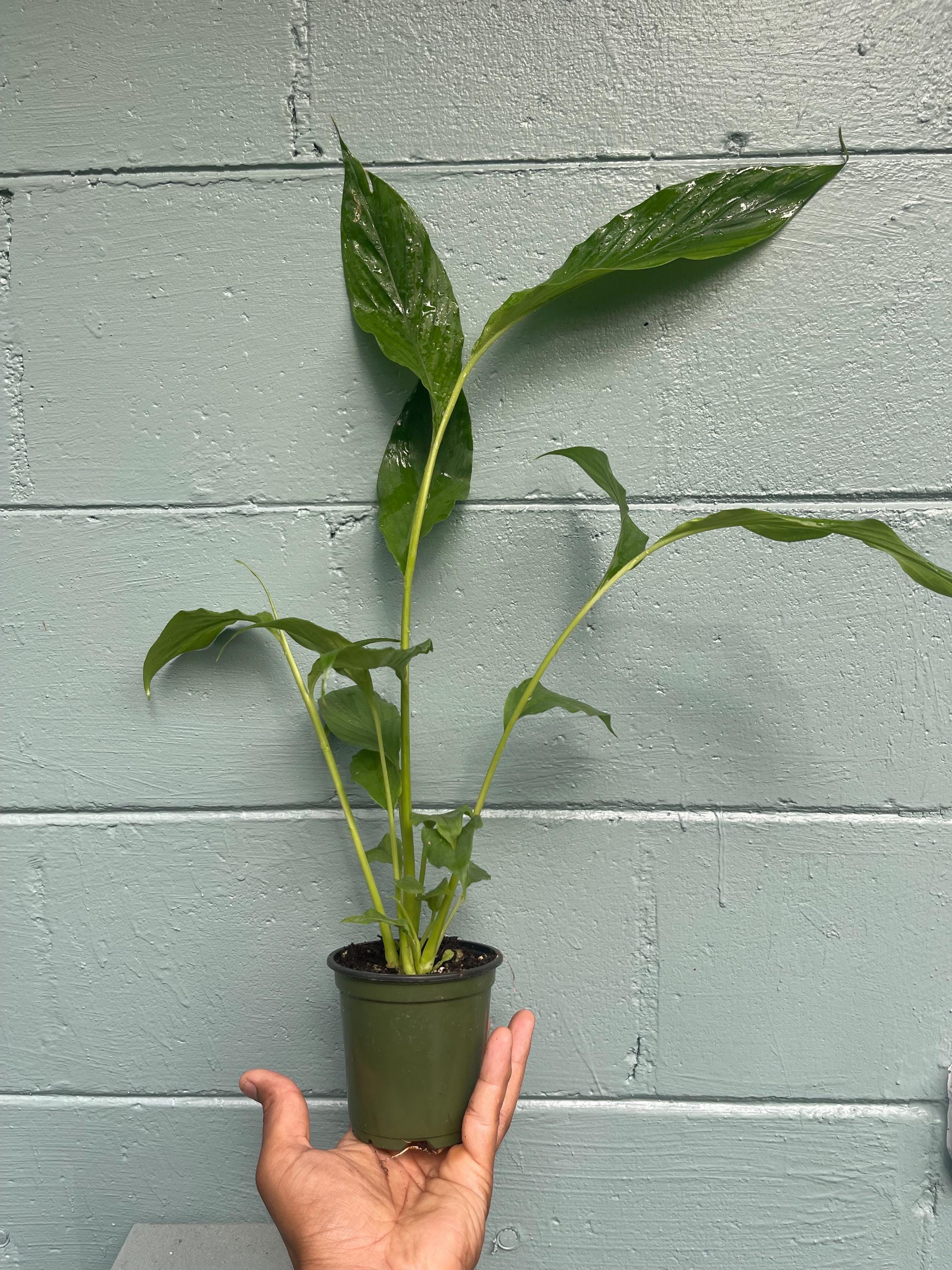 Live Cardamom Plant: Elettaria cardamomum, Rare Spice - 15+” Tall