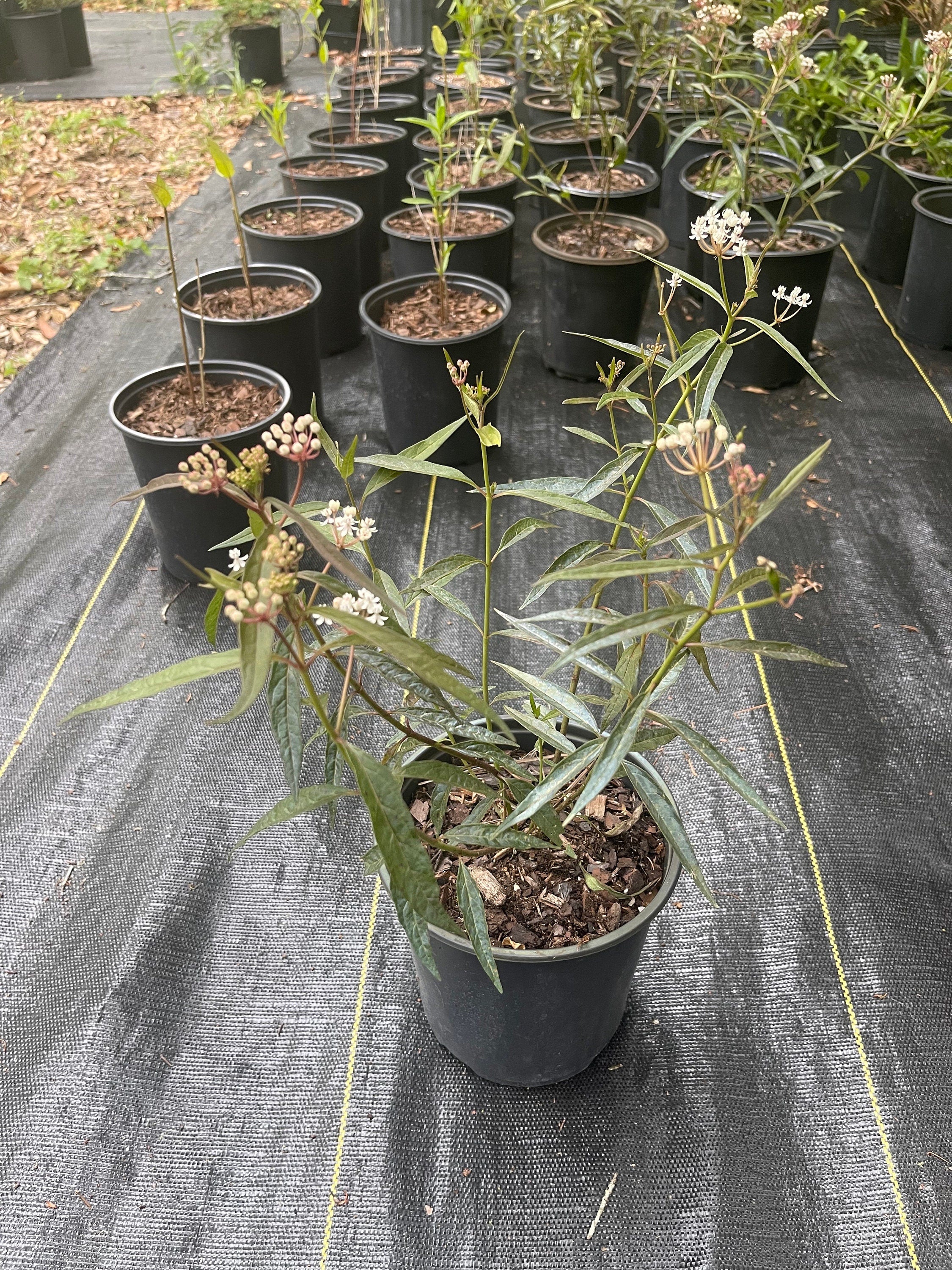Asclepias perennis (Snowy milkweed) Native