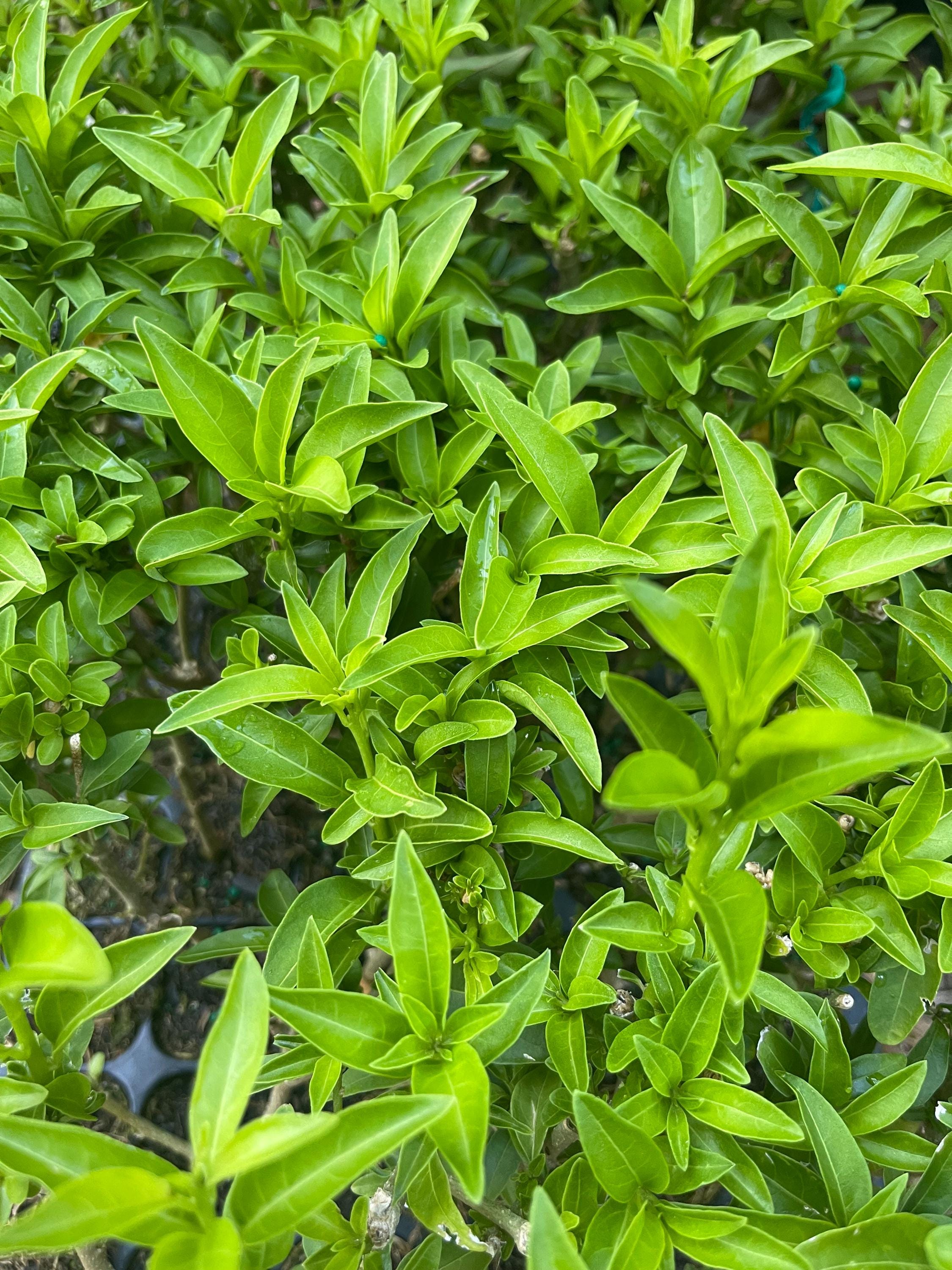 Night Blooming Jasmine Plant (Cestrum nocturnum) - Fragrant Outdoor Flowering Plant for Garden