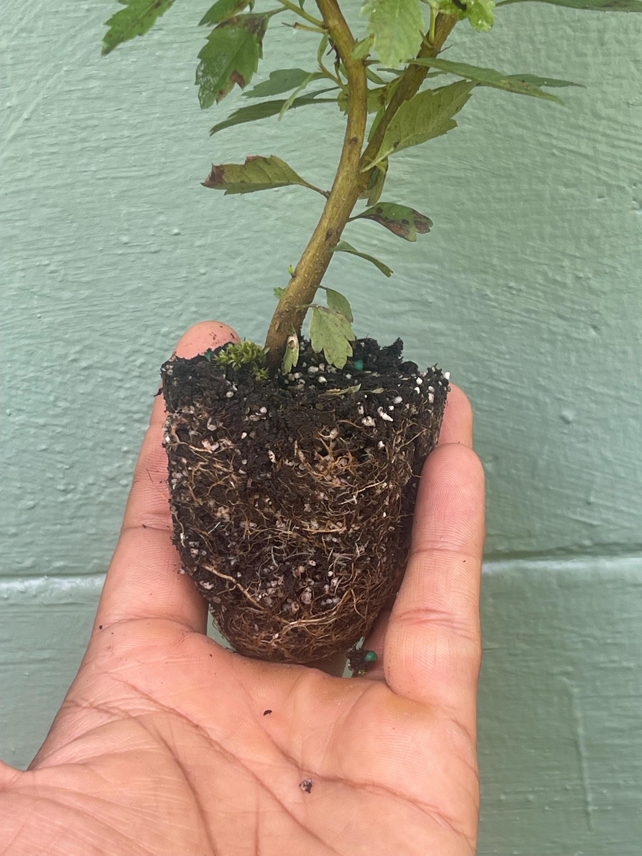 Southern Wax Myrtle (Myrica cerifera) – Evergreen Shrub for Wildlife, Candlemaking, and Culinary Use