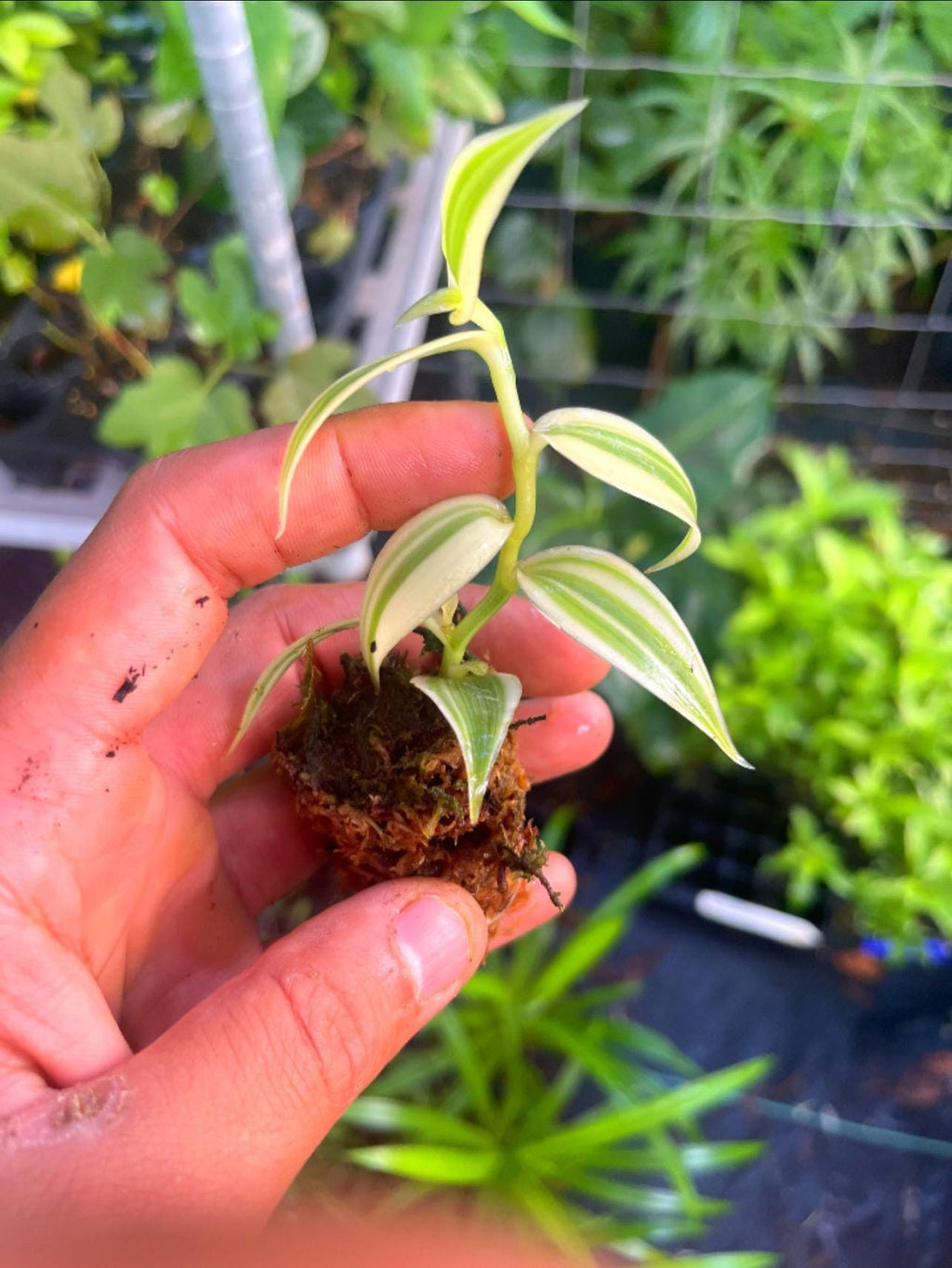 Live Variegated Vanilla Orchid Plant - Rare Edible Bean Vine