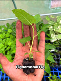 Fignomenal Dwarf Fig Tree – Compact Edible Fruit Plant for Pots