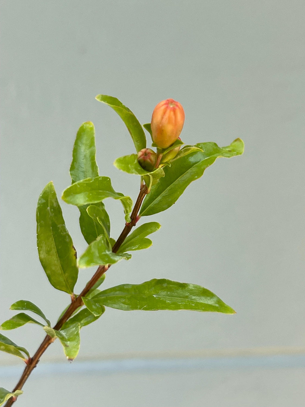 Dwarf Pomegranate ‘Nana’ – Miniature Fruiting Shrub – Live Plant – Ornamental Edible Fruit – Container Friendly