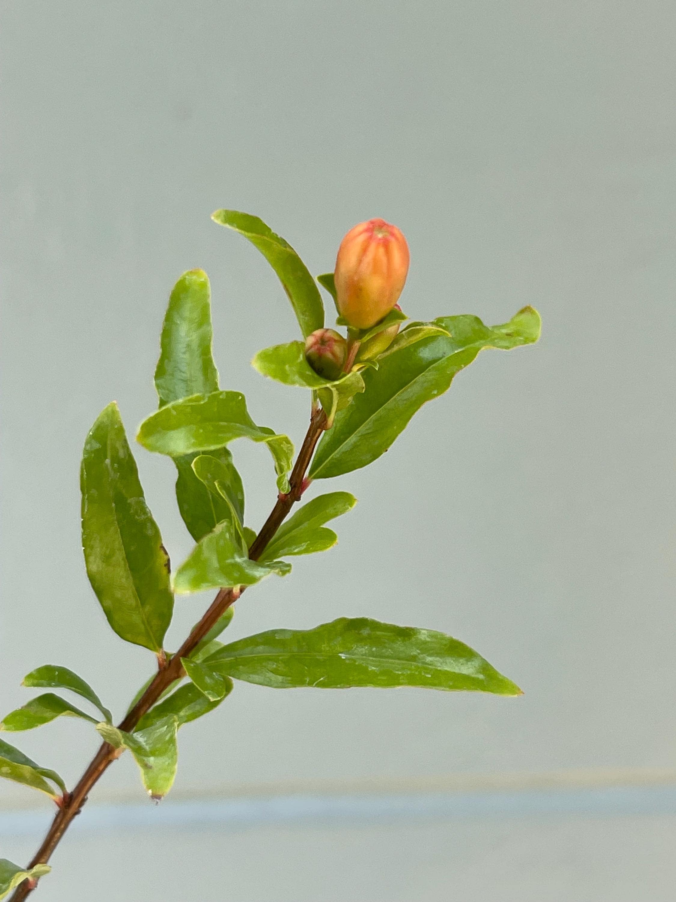 Dwarf Pomegranate ‘Nana’ – Miniature Fruiting Shrub – Live Plant – Ornamental Edible Fruit – Container Friendly