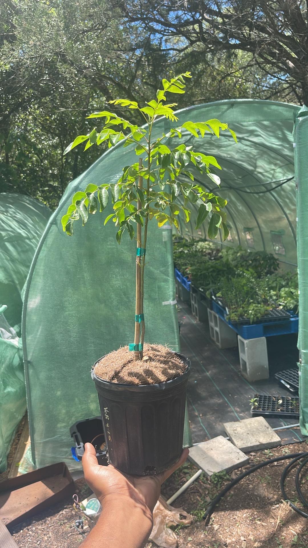 Curry Leaf Tree – Murraya koenigii – Live Plant (cannot ship to CA)