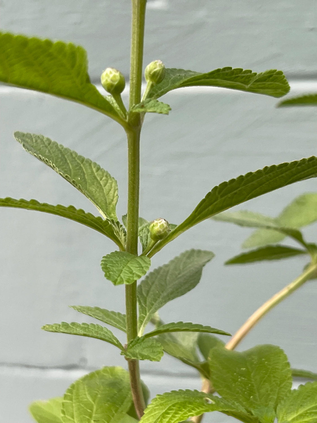Lippia alba – Aromatic Bush Mint (4” Pot)