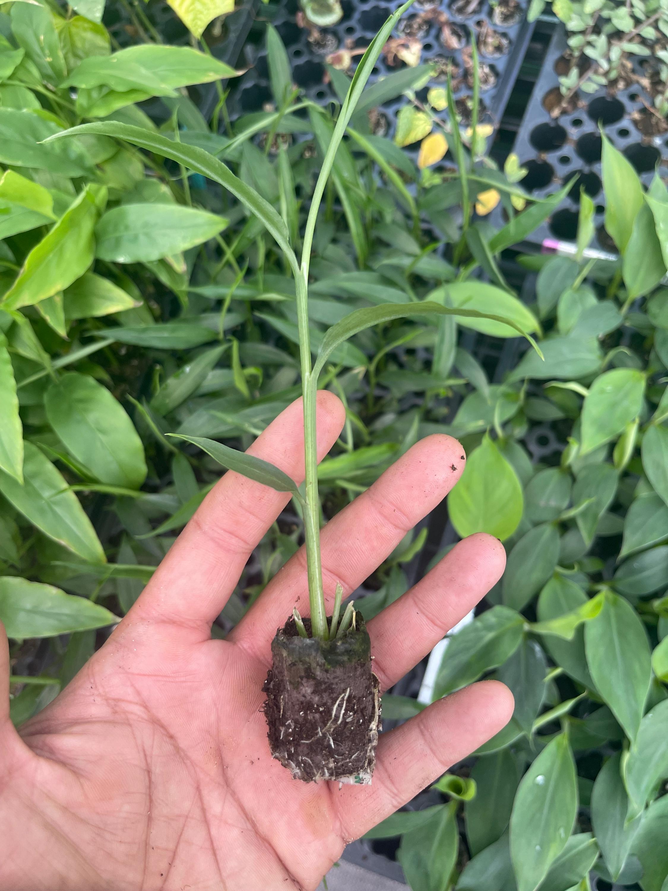 Edible Ginger Plant Plugs – Culinary Zingiber officinale Starter Rhizome