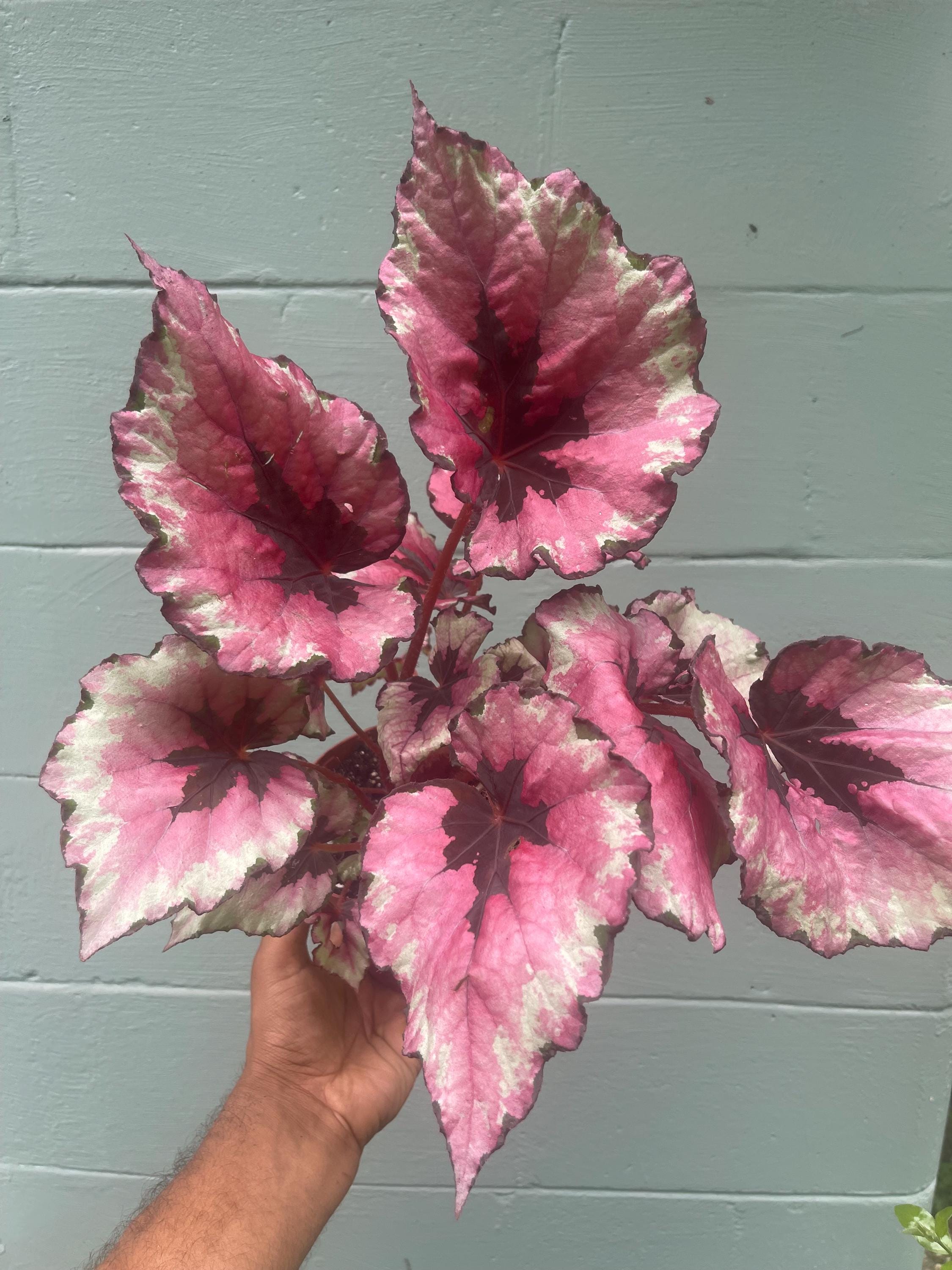Begonia ‘Kotobuki’ – Live Plant in 4.5” Pot | Rare Collector Begonia | Tropical Houseplant