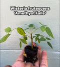 Amethyst Falls Wisteria Vine Live Plant | Native American Wisteria