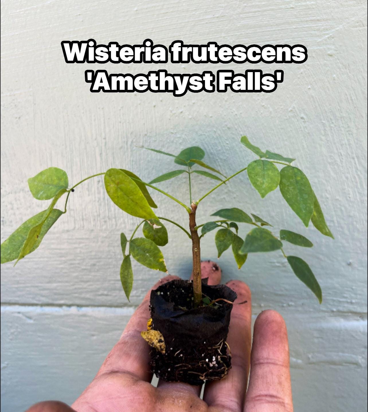 Amethyst Falls Wisteria Vine Live Plant | Native American Wisteria