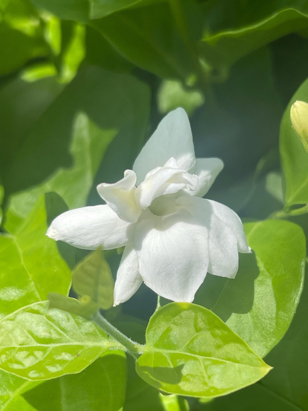 Jasmine ‘New Maid of Orleans’ Live Plant – Fragrant White Blooms, Compact Shrub