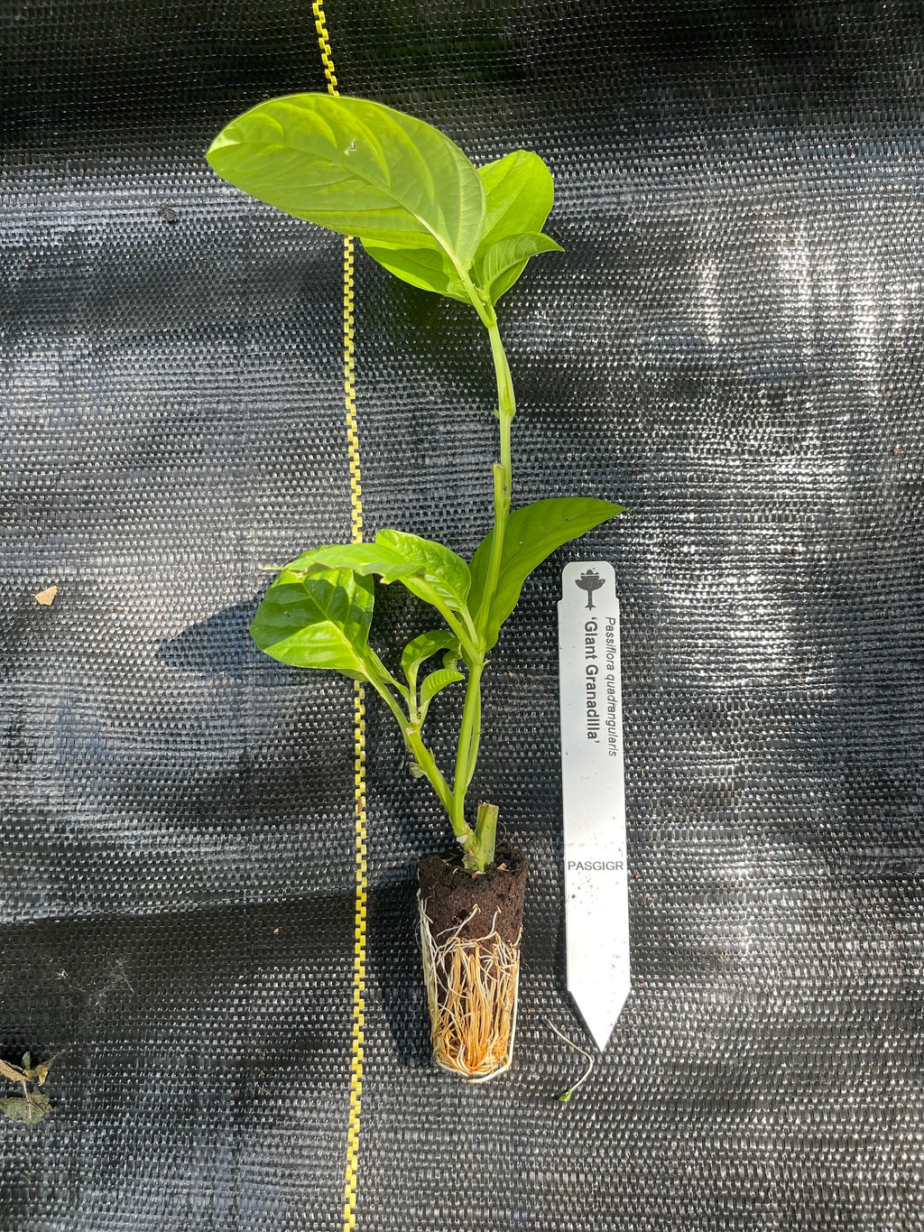 Passiflora quadrangularis (Giant Granadilla)