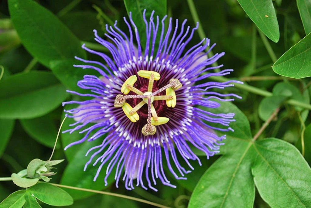 Native passionflower seeds