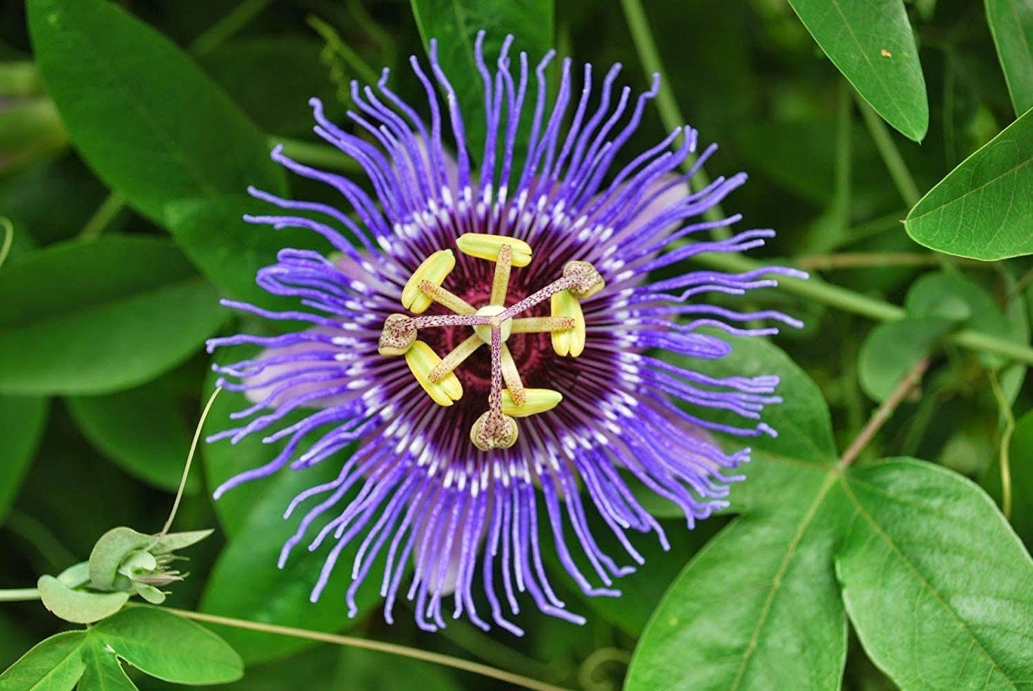 Native passionflower seeds