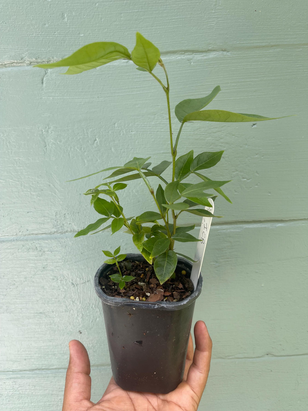 Ice Cream Bean Tree – Fast Growing Tropical Fruit Plant, Vanilla Pods