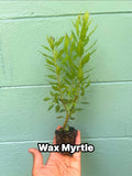 Southern Wax Myrtle (Myrica cerifera) – Evergreen Shrub for Wildlife, Candlemaking, and Culinary Use