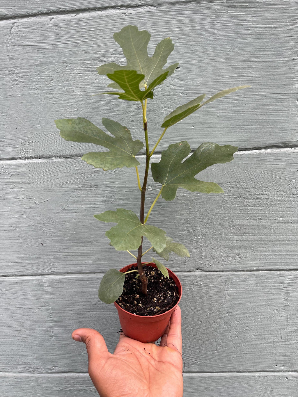 Brown Turkey Fig Tree – Live Plant – Sweet Fruit Tree for Home Gardens