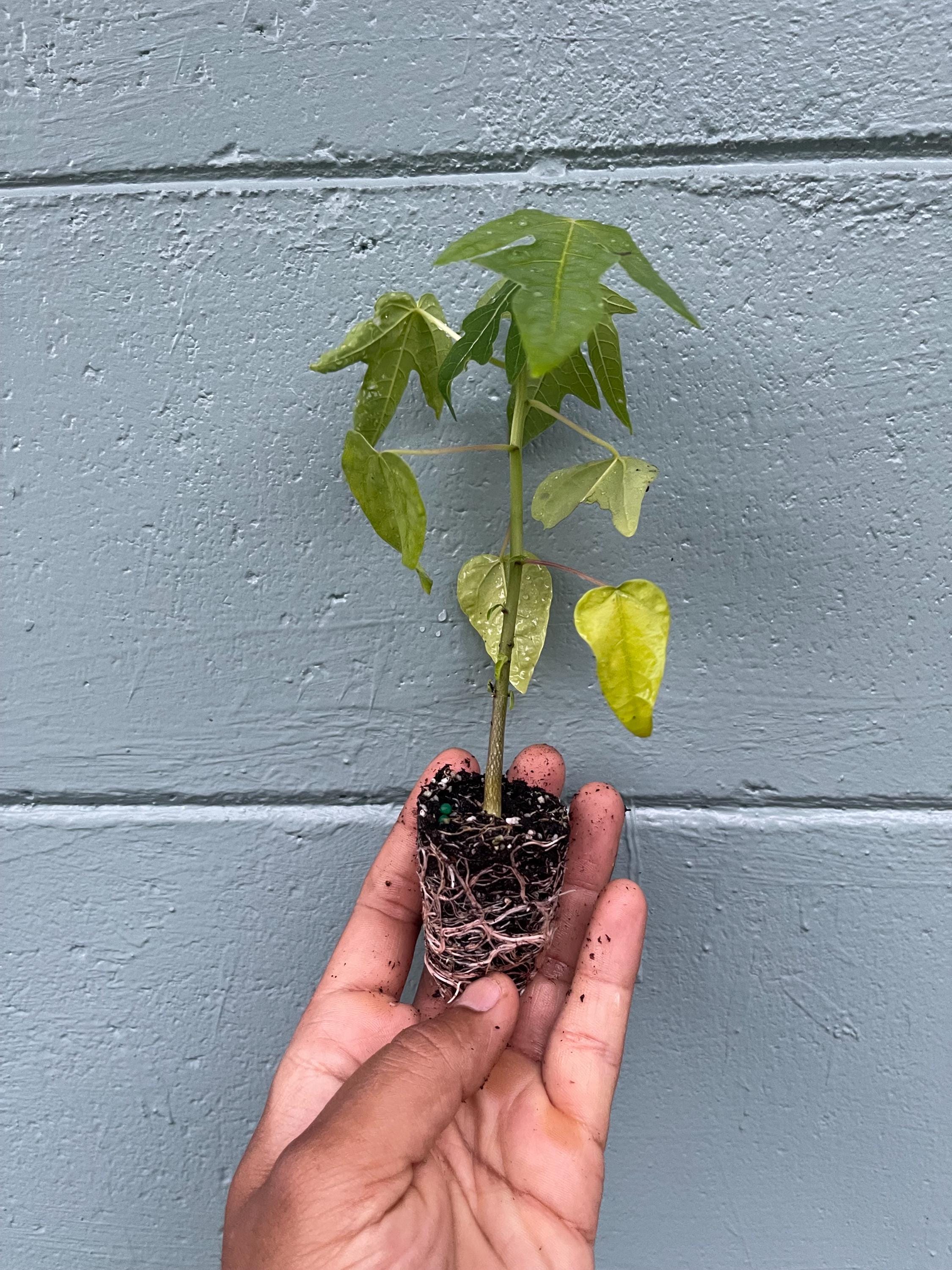 Dwarf papaya plants