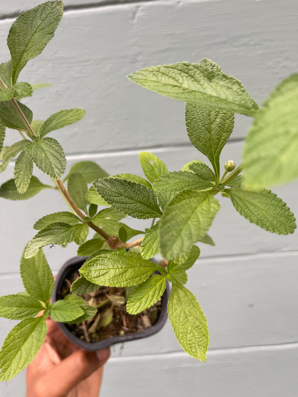 Lippia alba – Aromatic Bush Mint (4” Pot)