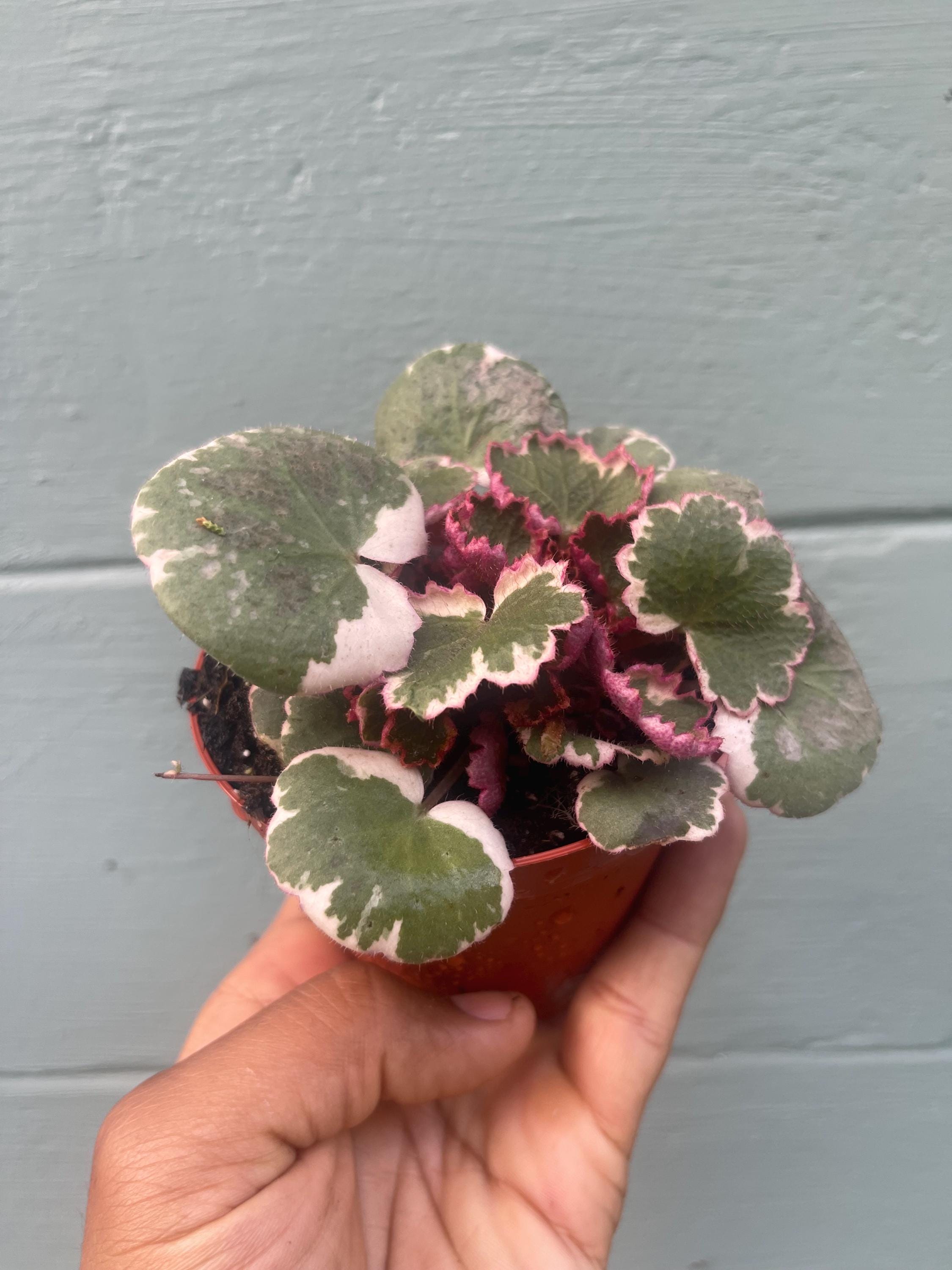 Variegated Strawberry Begonia – Saxifraga stolonifera ‘Tricolor’ – Rare Trailing Houseplant – Pink & Cream Foliage