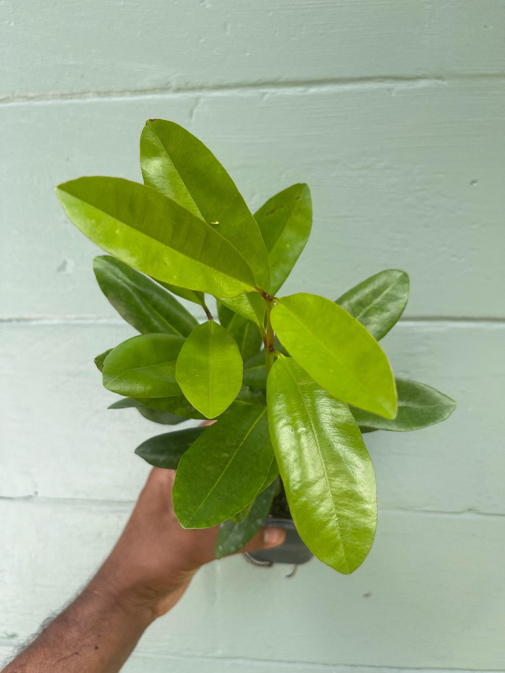 Bay Rum Plant (Pimenta racemosa) – Live Plant in 4.5” Pot | Aromatic Caribbean Herb
