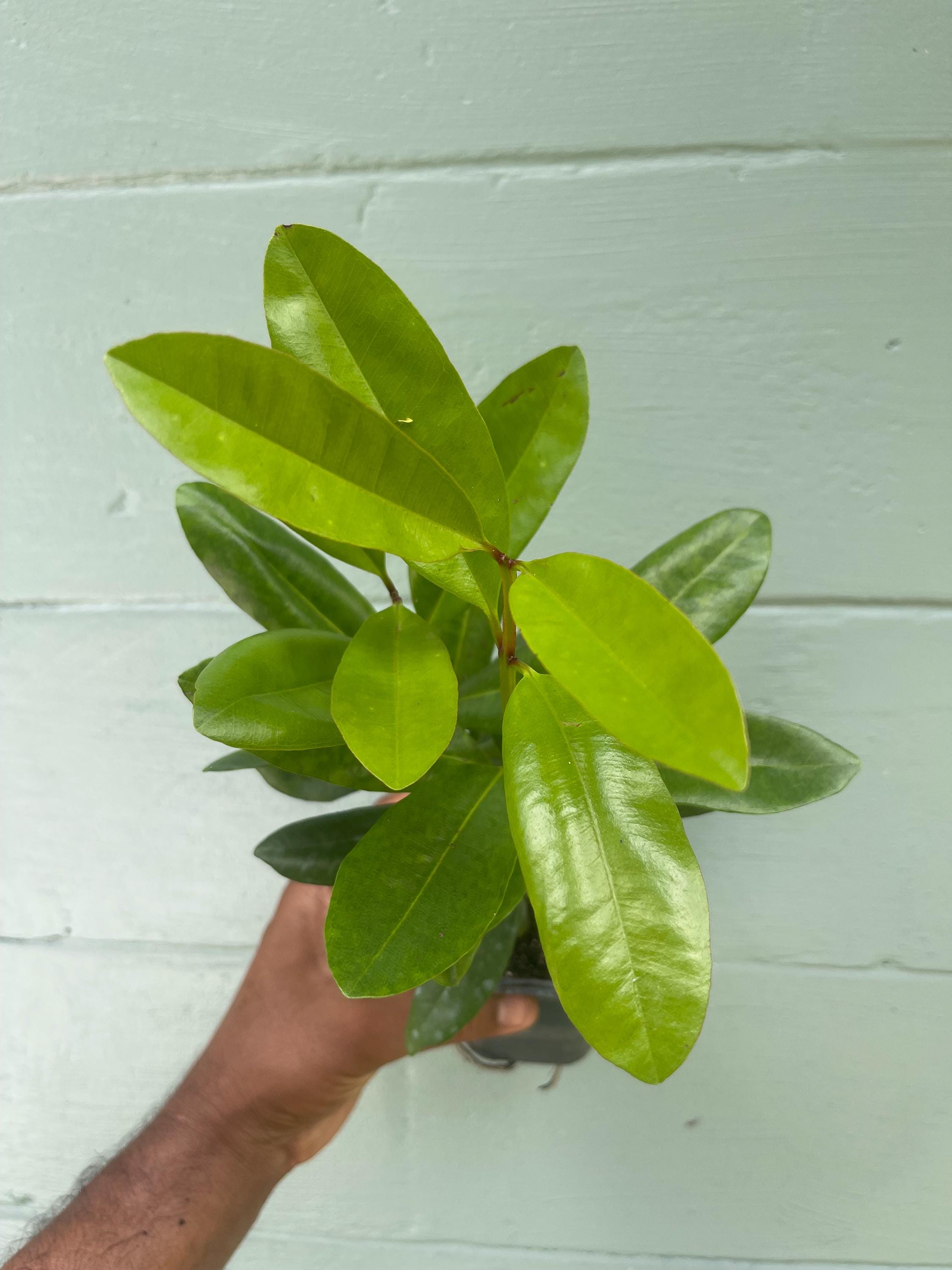 Bay Rum Plant (Pimenta racemosa) – Live Plant in 4.5” Pot | Aromatic Caribbean Herb