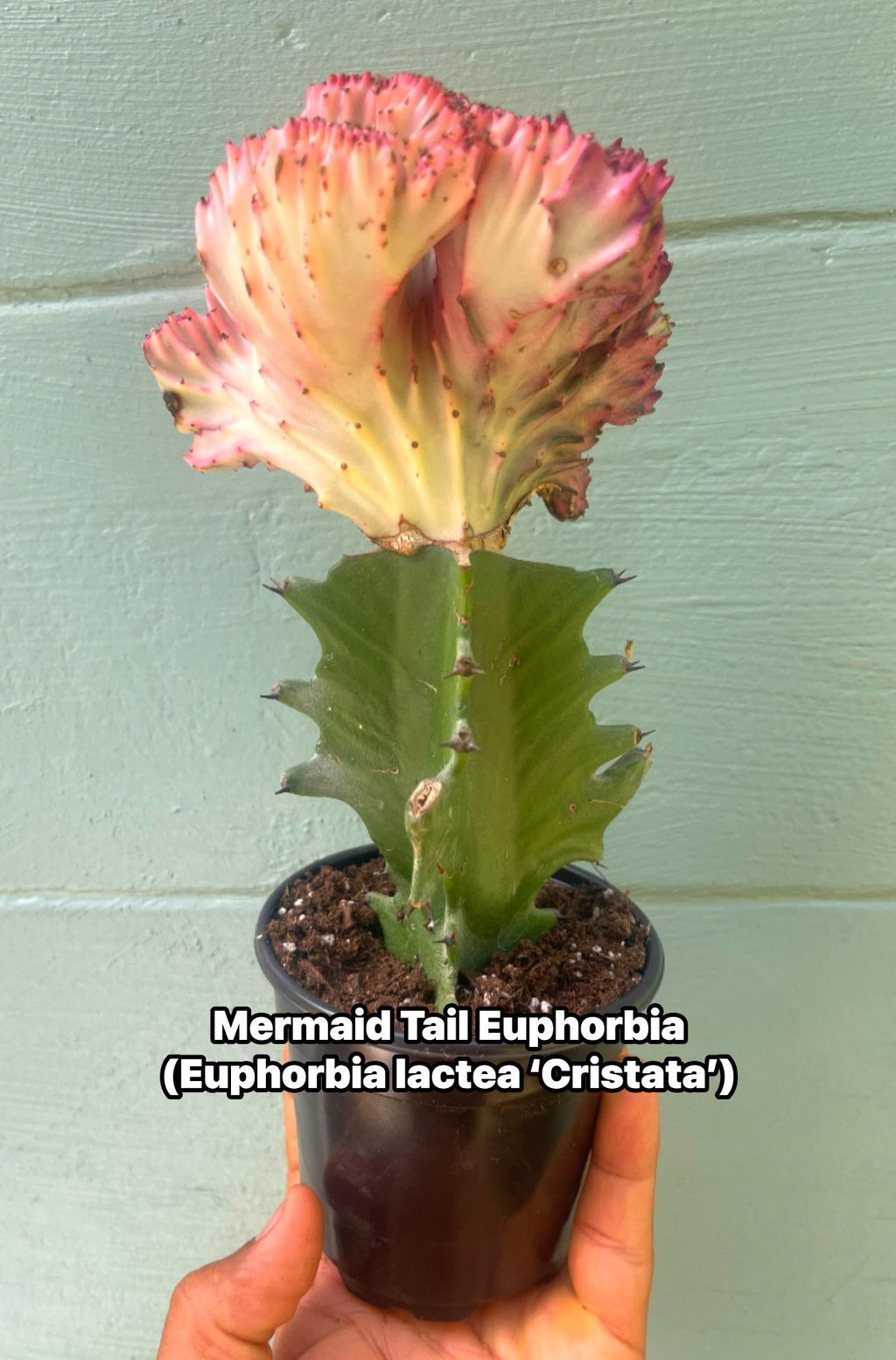 Mermaid Tail Euphorbia (Euphorbia lactea ‘Cristata’) – Rare Crested Succulent – Unique Collector Plant