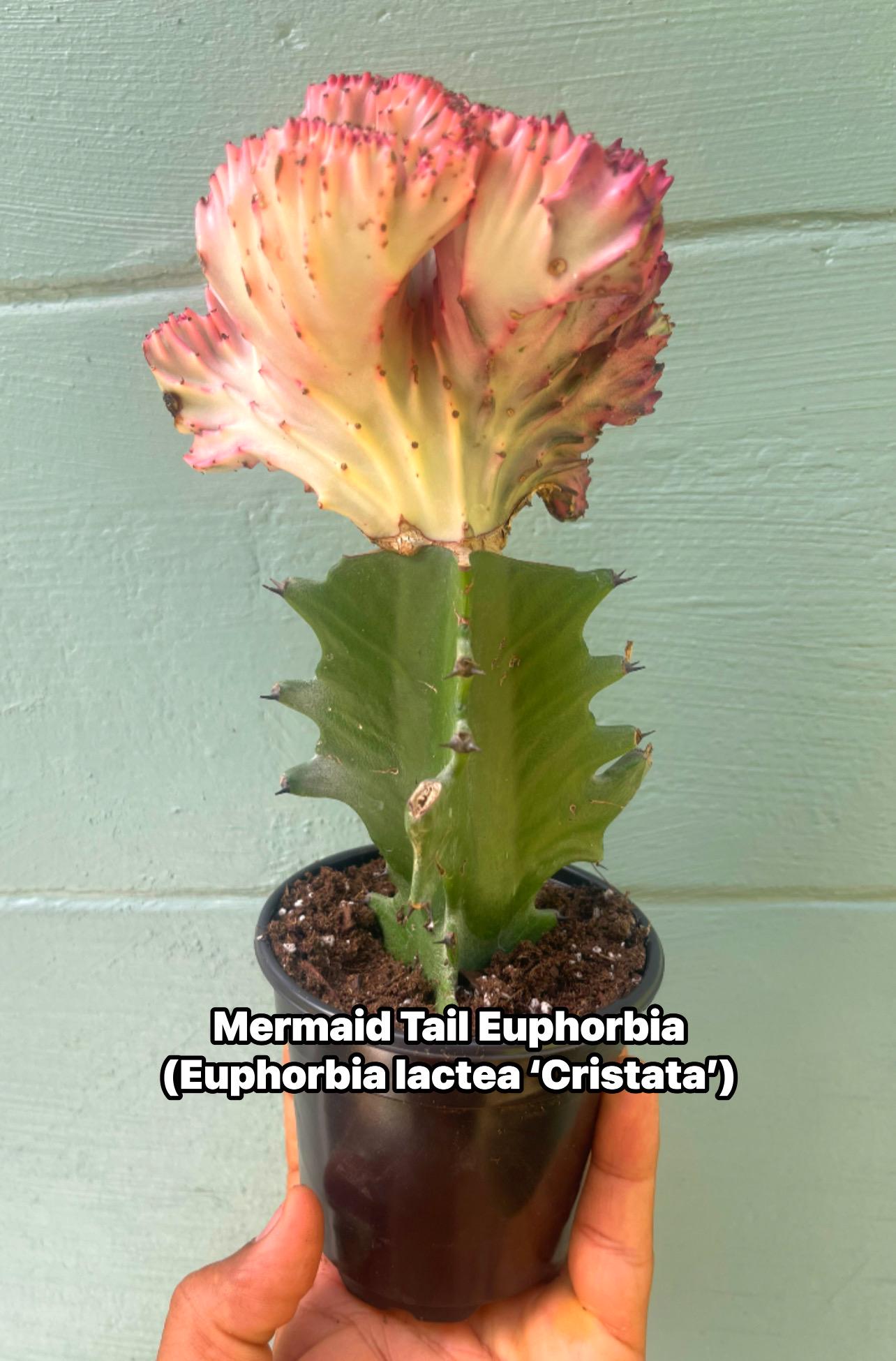 Mermaid Tail Euphorbia (Euphorbia lactea ‘Cristata’) – Rare Crested Succulent – Unique Collector Plant