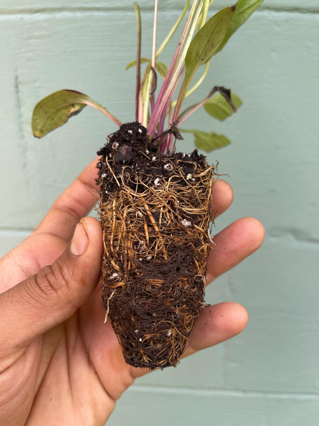 Echinacea purpurea ‘Rubinstern’ (Ruby Star Coneflower) – 2” Plug Plant – Pollinator Friendly Perennial