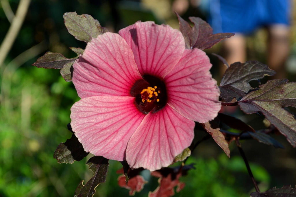 Hibiscus acetosella 'African Rose’