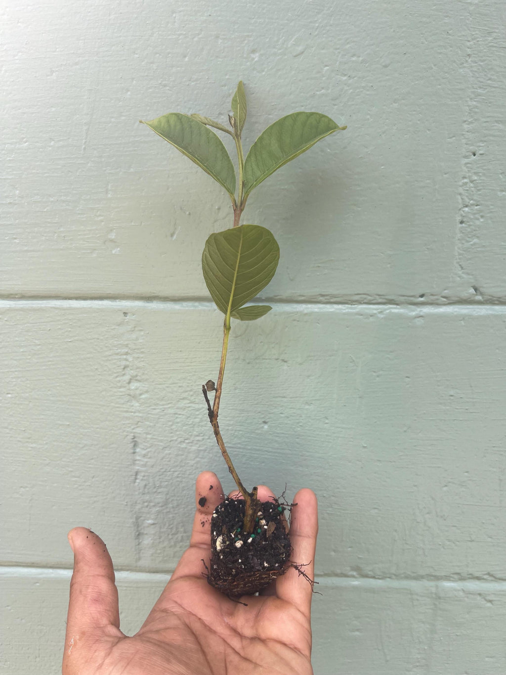 Barbie Pink Guava - Psidium guajava