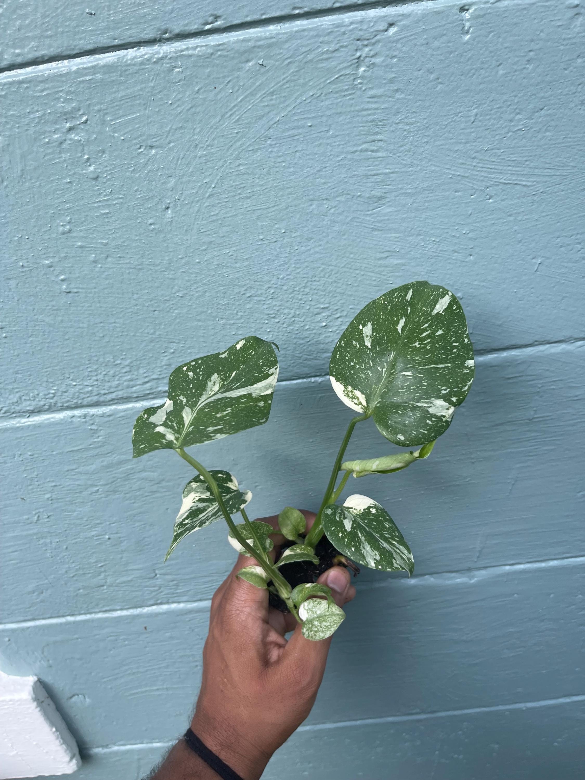 Monstera Thai Constellation Variegated Monstera Rare Aroid Live Indoor Tropical Plant Houseplant