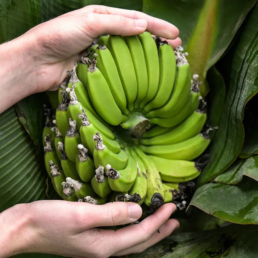 Musa Truly Tiny -the smallest edible banana variety
