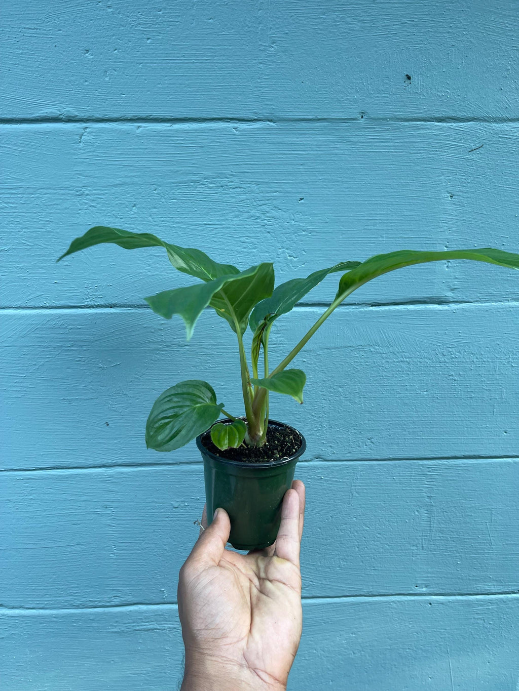 Tacca chantrieri Black Bat Flower – Rare Tropical Live Plant, 4-Inch Pot