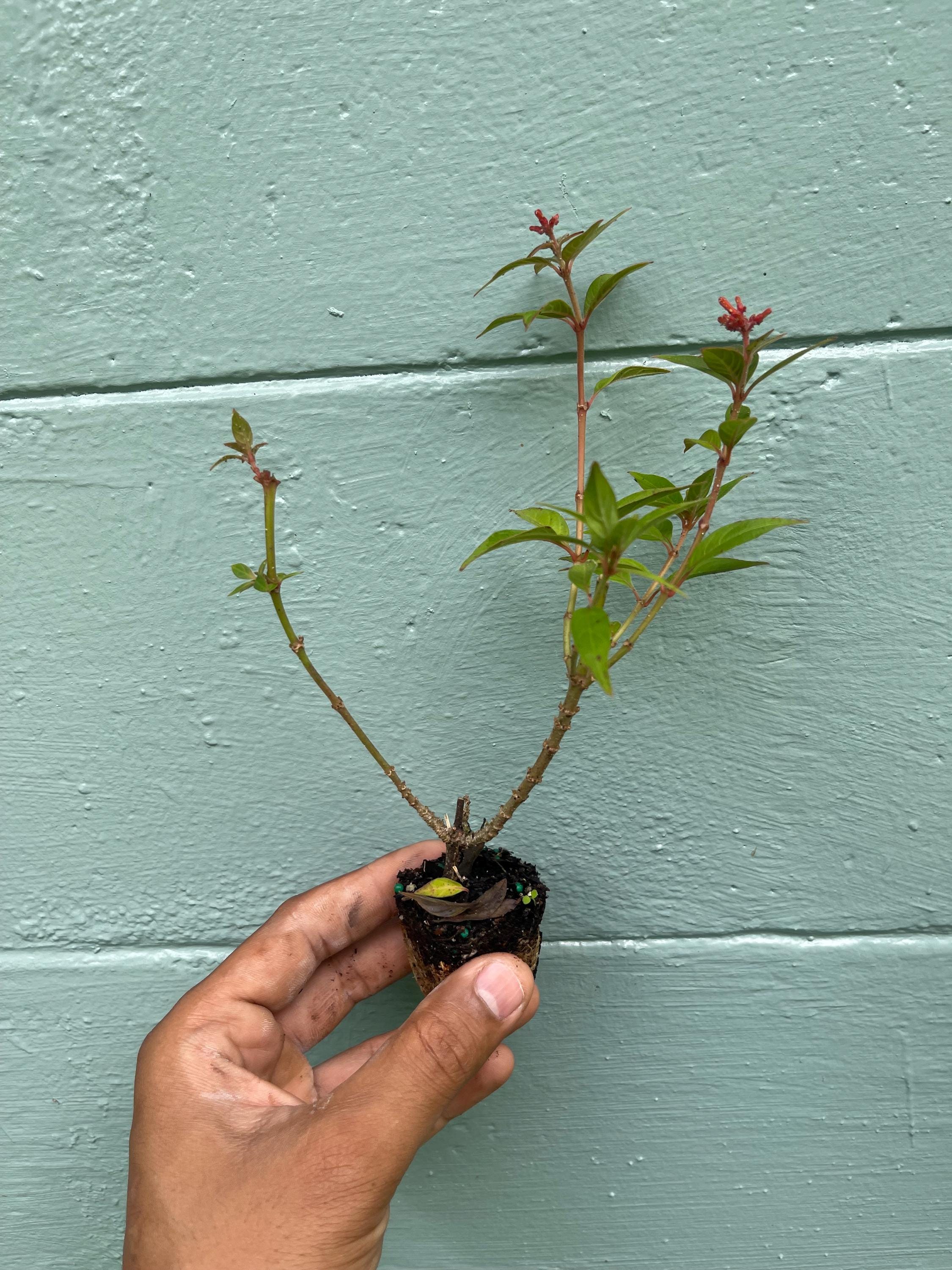 Dwarf Firefly Firebush Plant: Hummingbird & Butterfly Magnet - 2" Plug