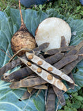 Jicama Seeds: Non-GMO, Open-Pollinated Pachyrhizus Erosus