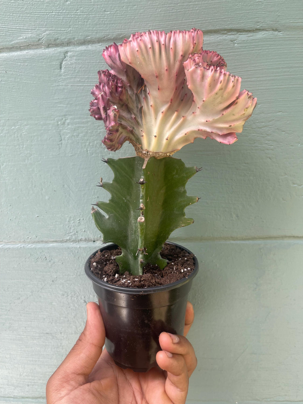 Mermaid Tail Euphorbia (Euphorbia lactea ‘Cristata’) – Rare Crested Succulent – Unique Collector Plant