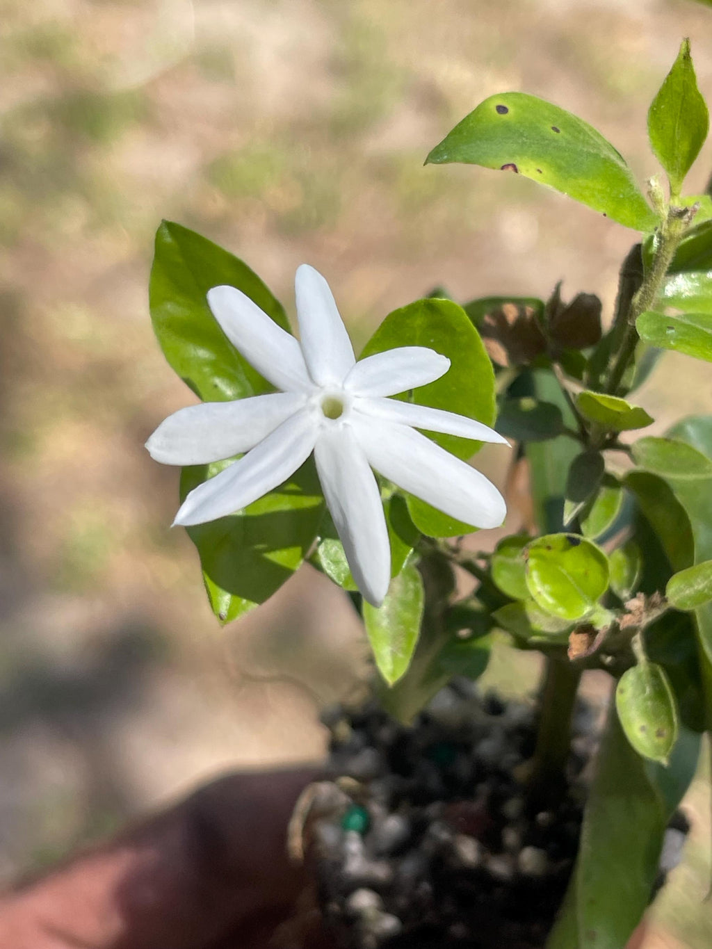 Downy Jasmine Shrub – White Blooms, Evergreen, Fast-Growing Hedge Plant