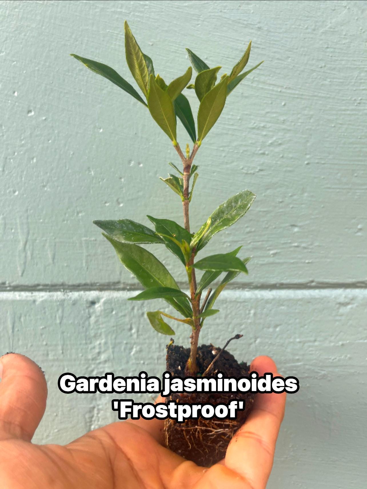 Frostproof Gardenia Plant – Evergreen Flowering Shrub – Fragrant White Blooms