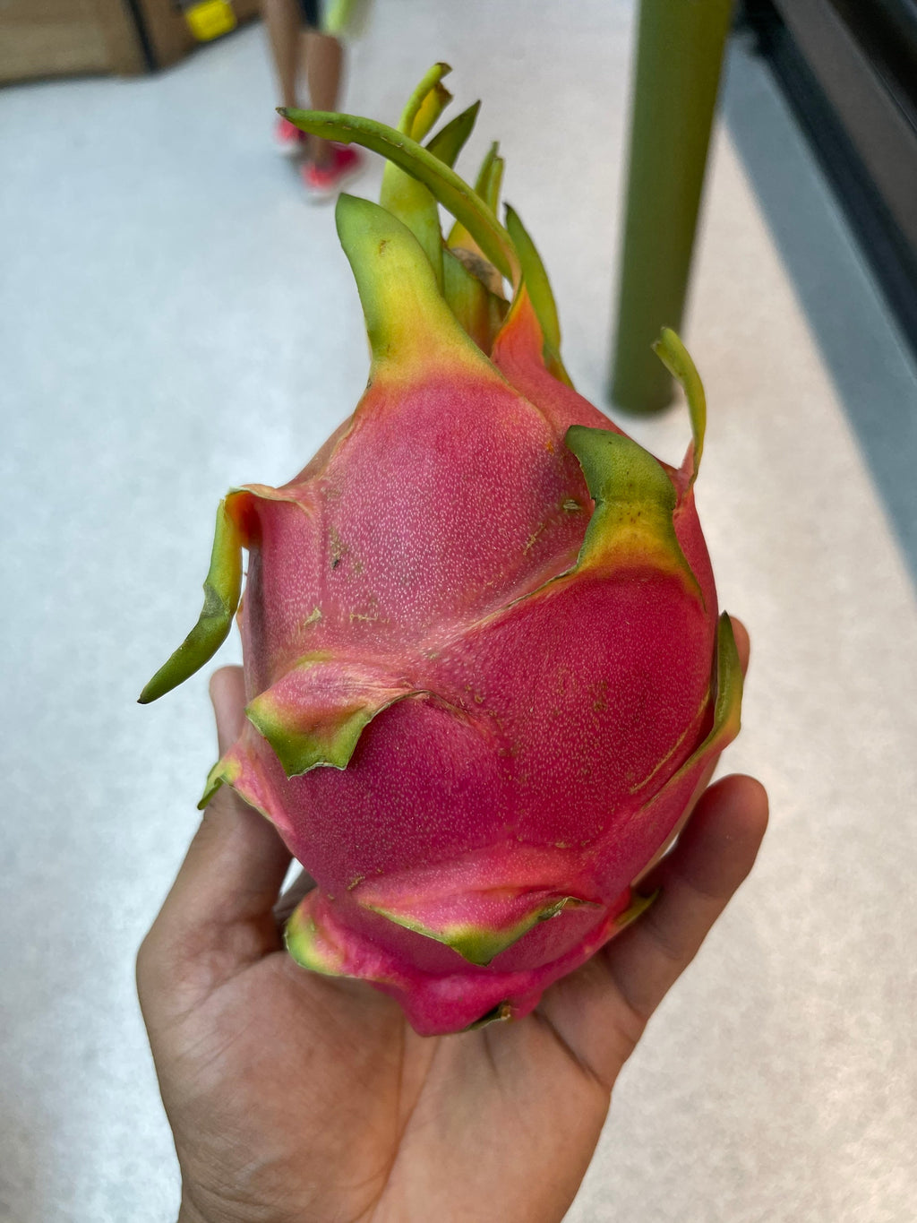 Red dragon fruit plants