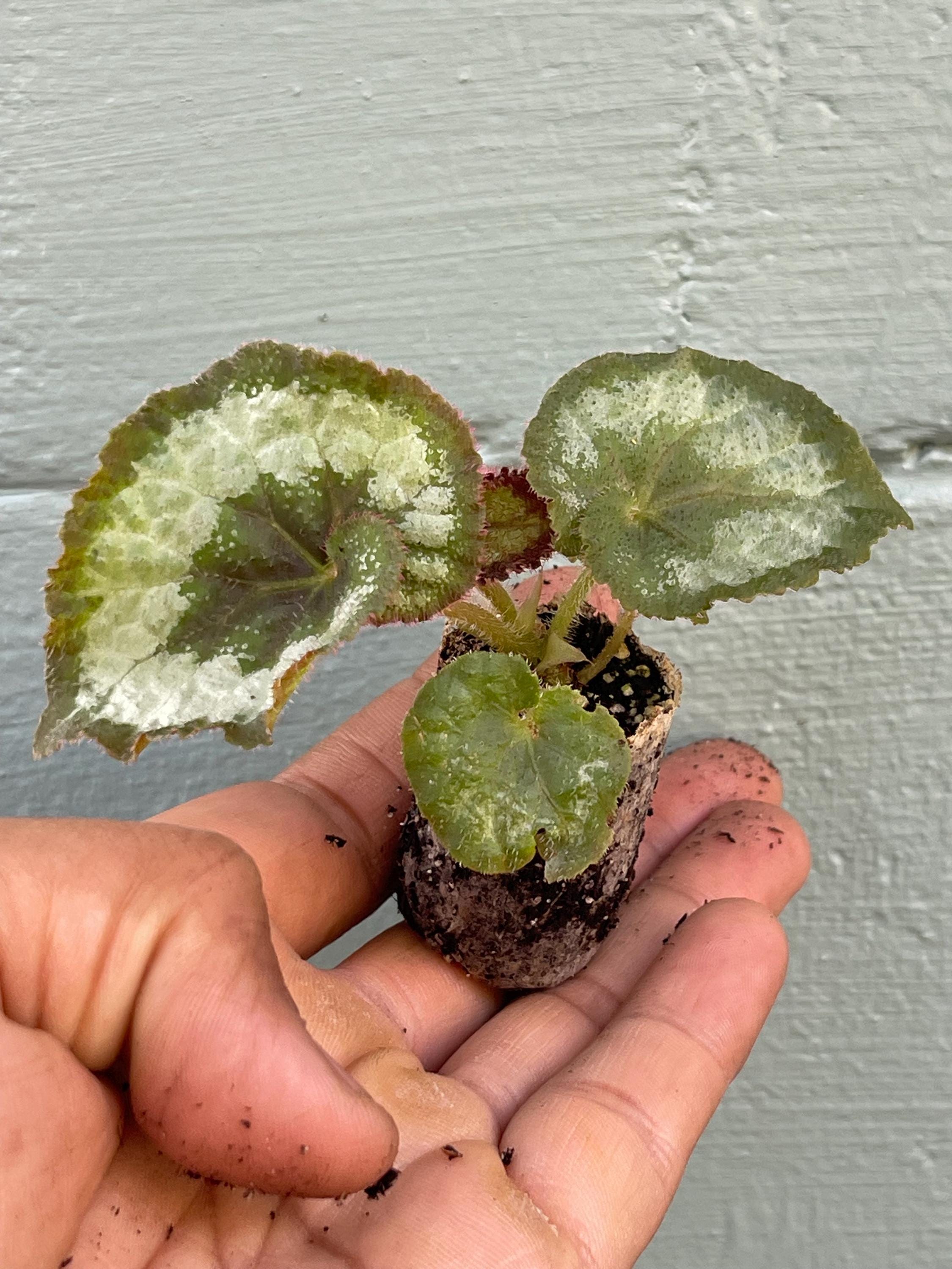 Begonia Rex ‘ESCARGOT’
